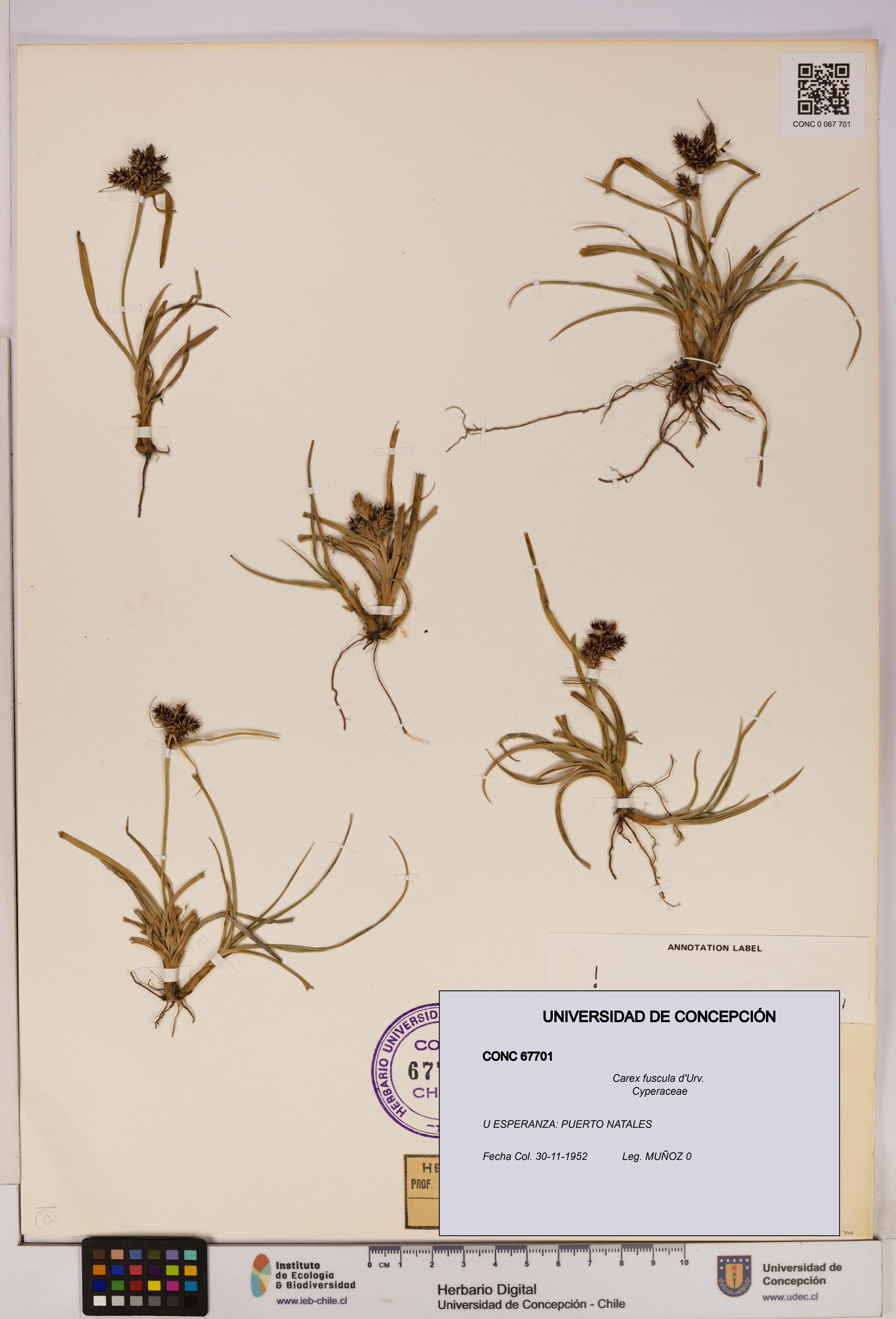 Carex fuscula [Espécimen: UDEC:CONC:0067701]