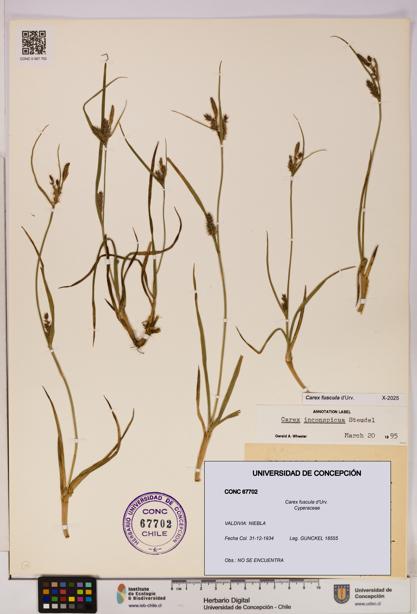 Carex fuscula [Espécimen: UDEC:CONC:0067702]