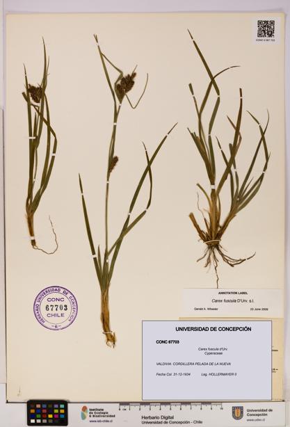 Carex fuscula [Espécimen: UDEC:CONC:0067703]