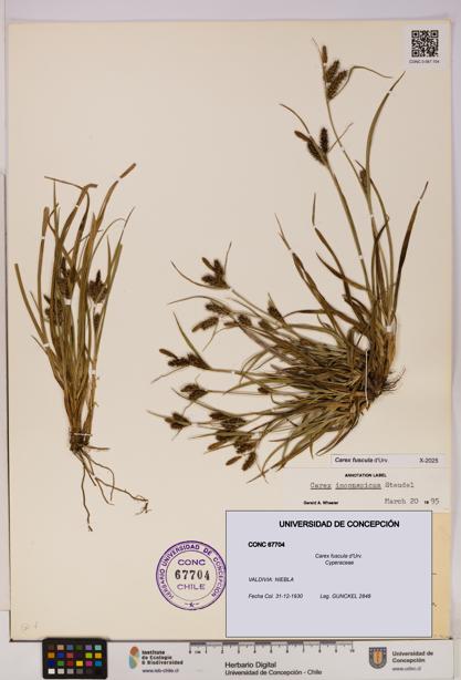 Carex fuscula [Espécimen: UDEC:CONC:0067704]