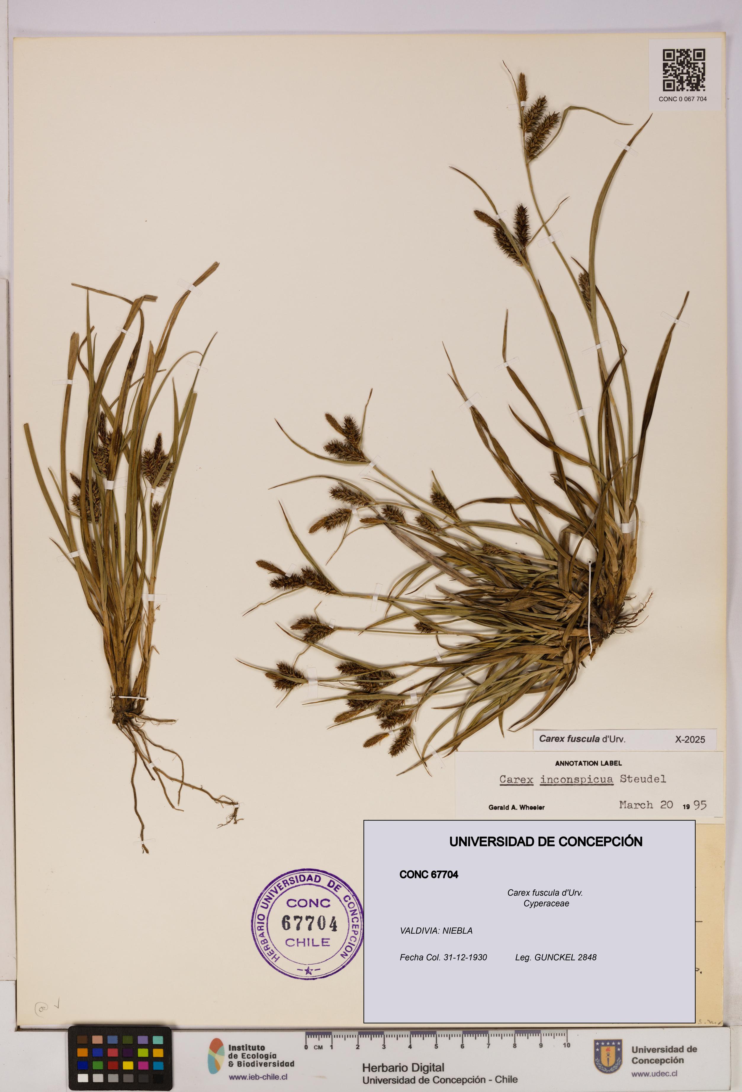 Carex fuscula [Espécimen: UDEC:CONC:0067704]
