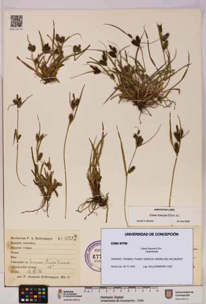 Carex fuscula [Espécimen: UDEC:CONC:0067705]