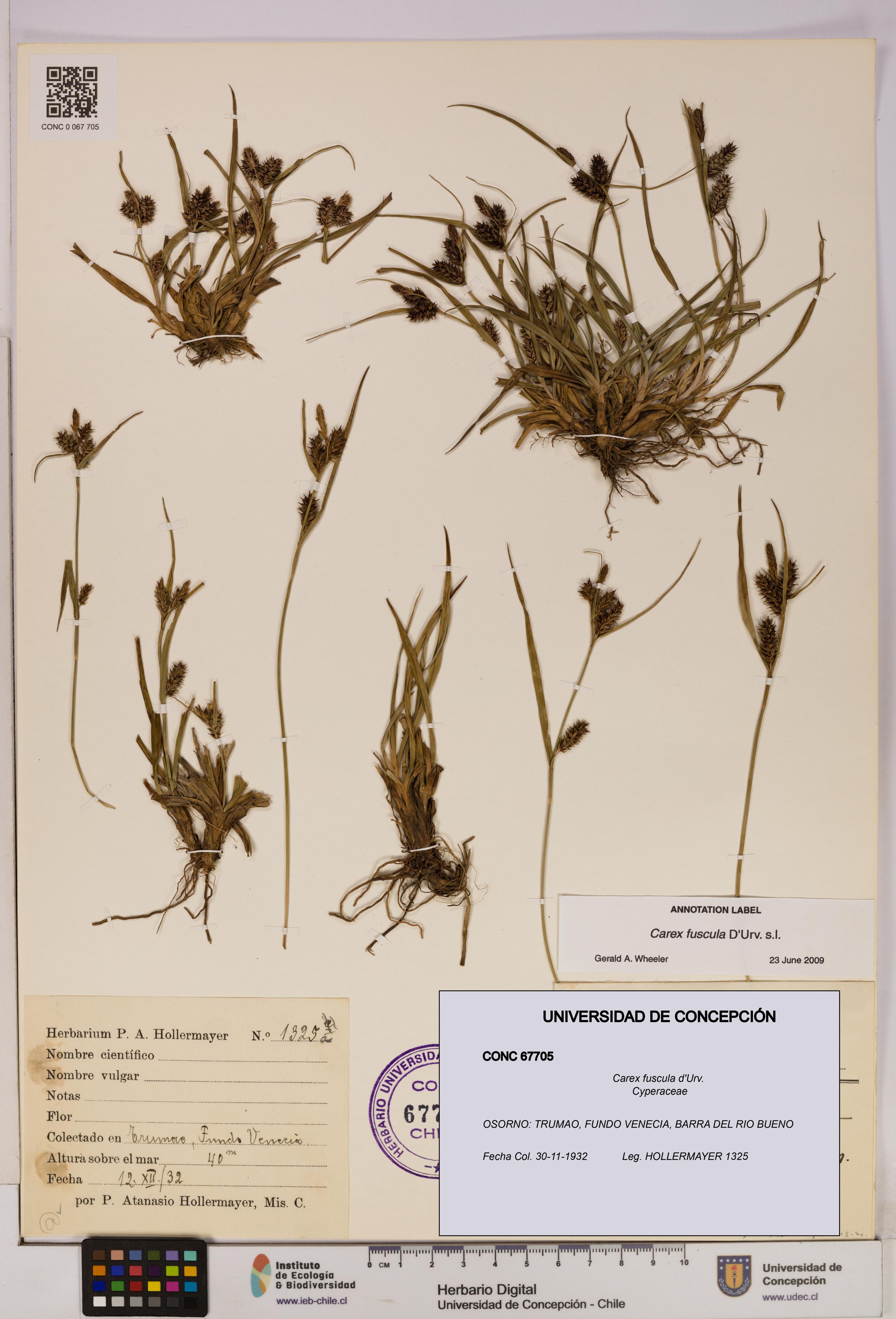 Carex fuscula [Espécimen: UDEC:CONC:0067705]