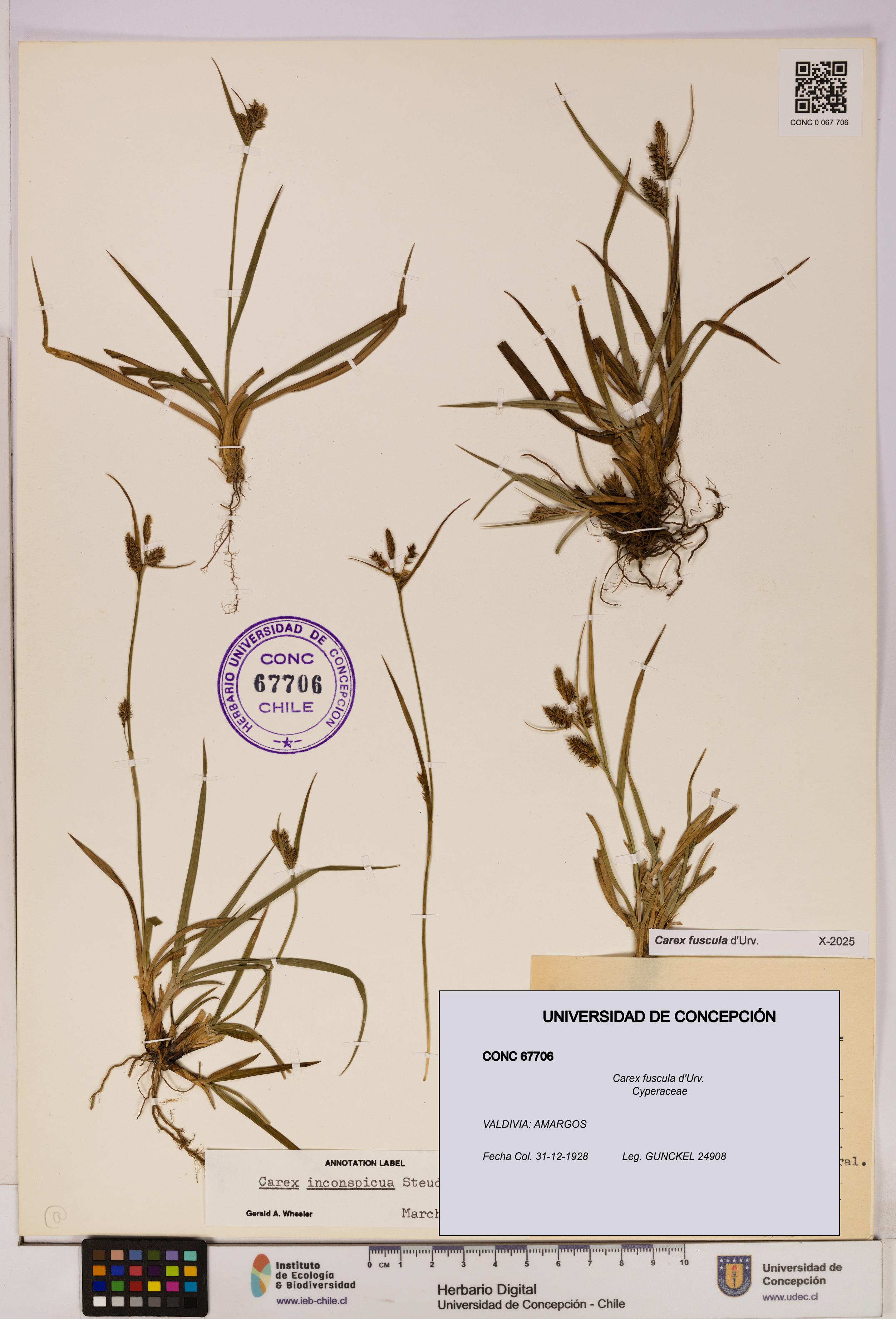 Carex fuscula [Espécimen: UDEC:CONC:0067706]