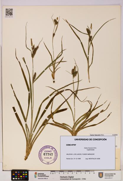 Carex fuscula [Espécimen: UDEC:CONC:0067707]