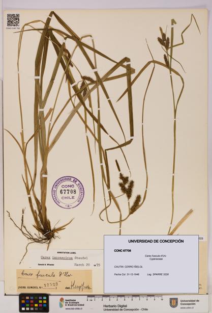 Carex fuscula [Espécimen: UDEC:CONC:0067708]