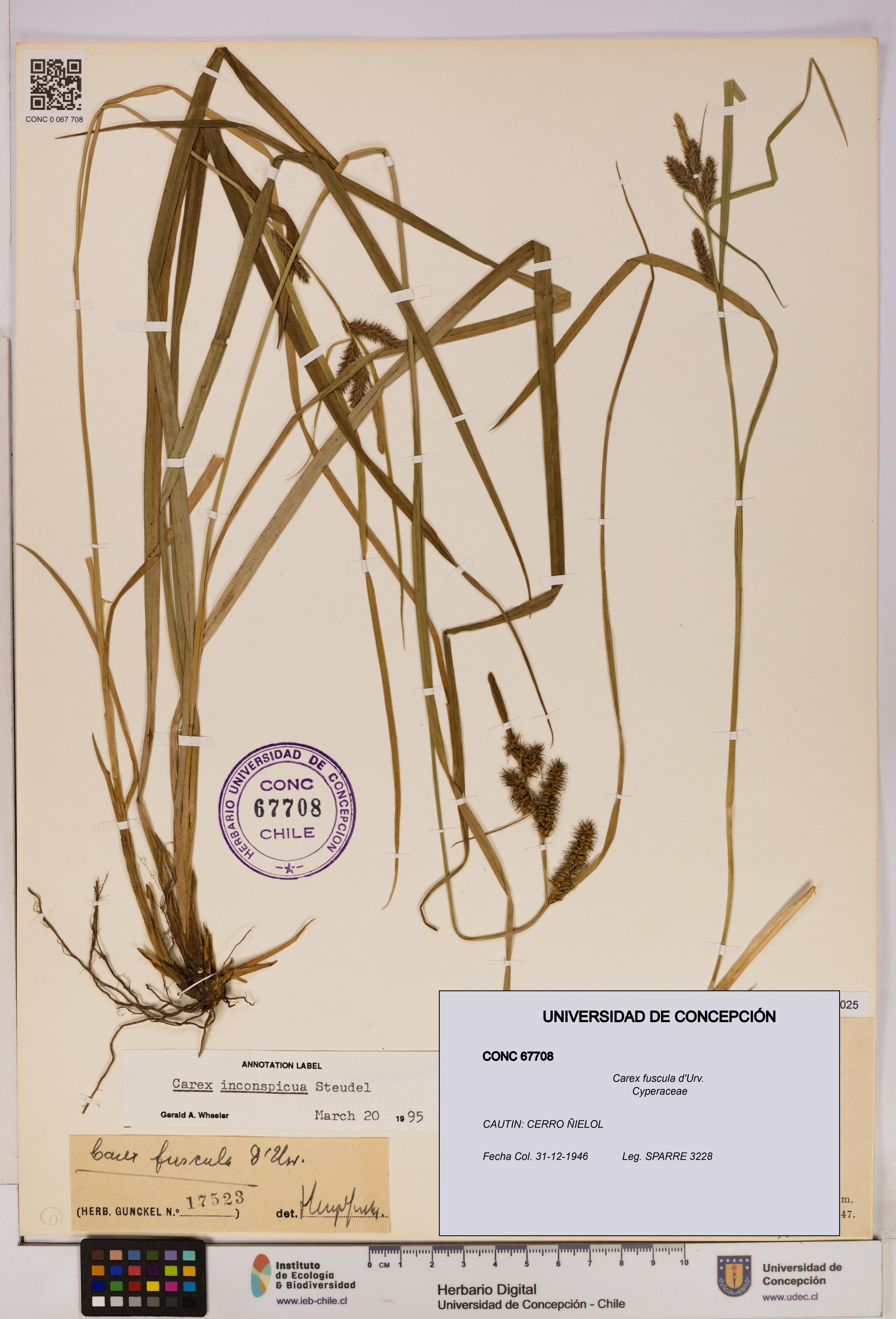 Carex fuscula [Espécimen: UDEC:CONC:0067708]