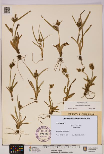 Carex fuscula [Espécimen: UDEC:CONC:0067709]