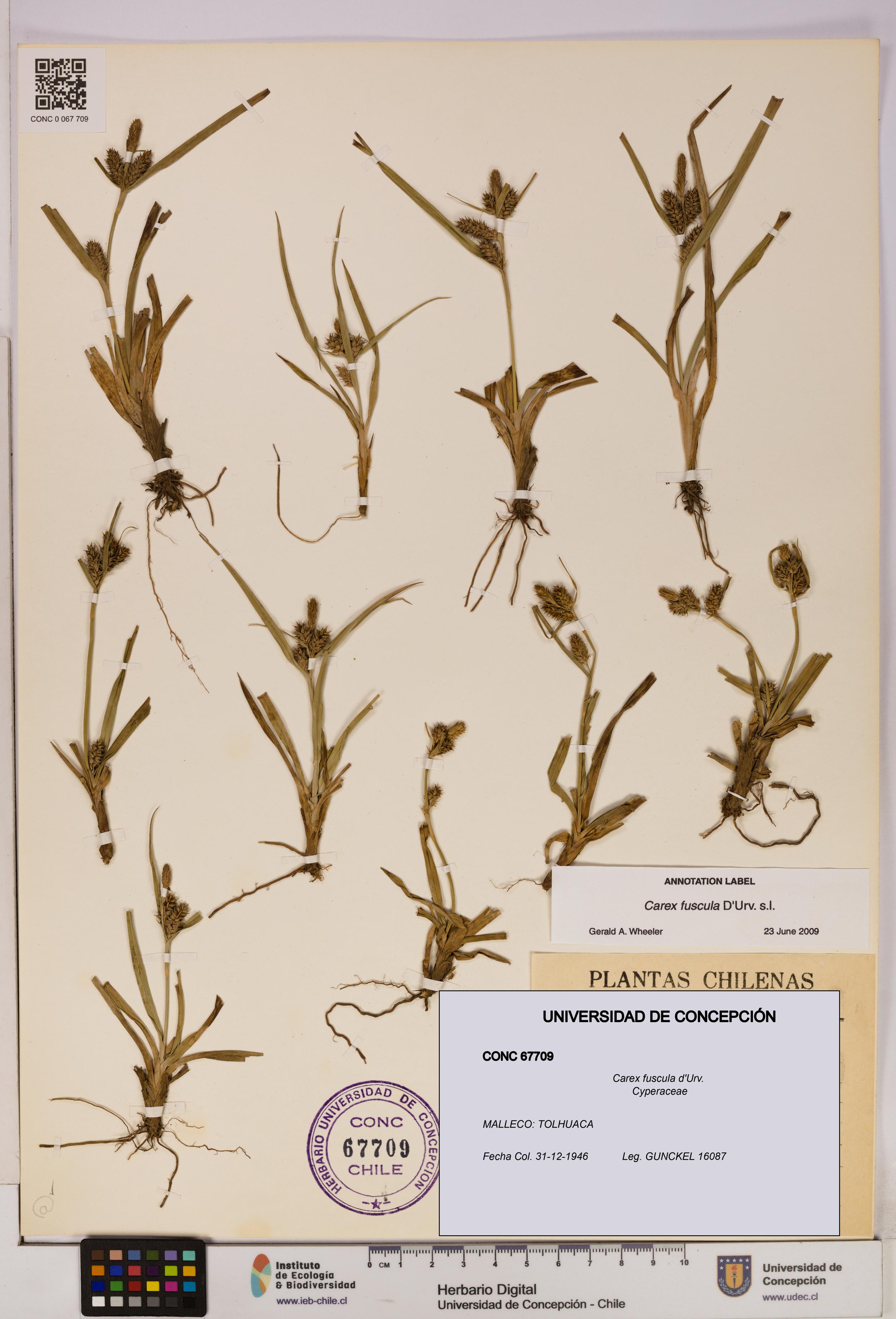 Carex fuscula [Espécimen: UDEC:CONC:0067709]