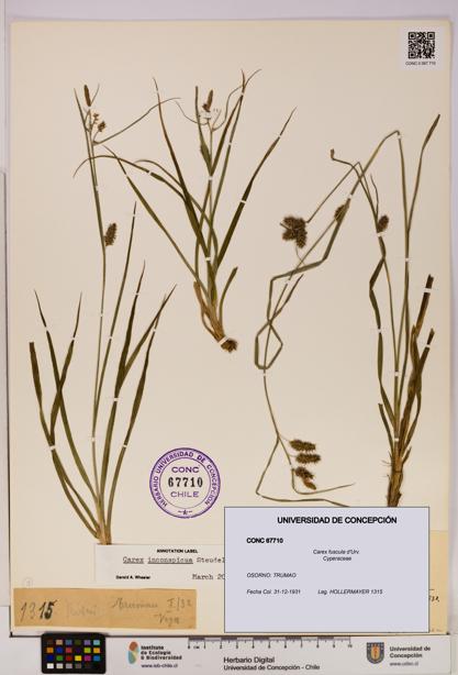Carex fuscula [Espécimen: UDEC:CONC:0067710]