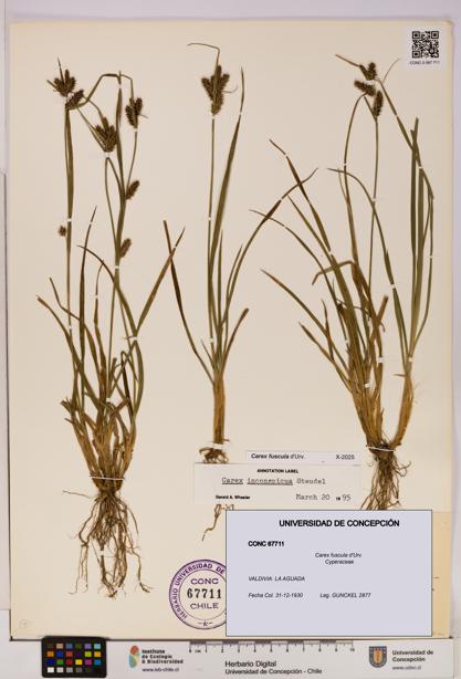 Carex fuscula [Espécimen: UDEC:CONC:0067711]