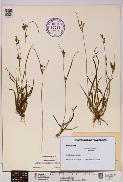 Carex fuscula [Espécimen: UDEC:CONC:0067713]