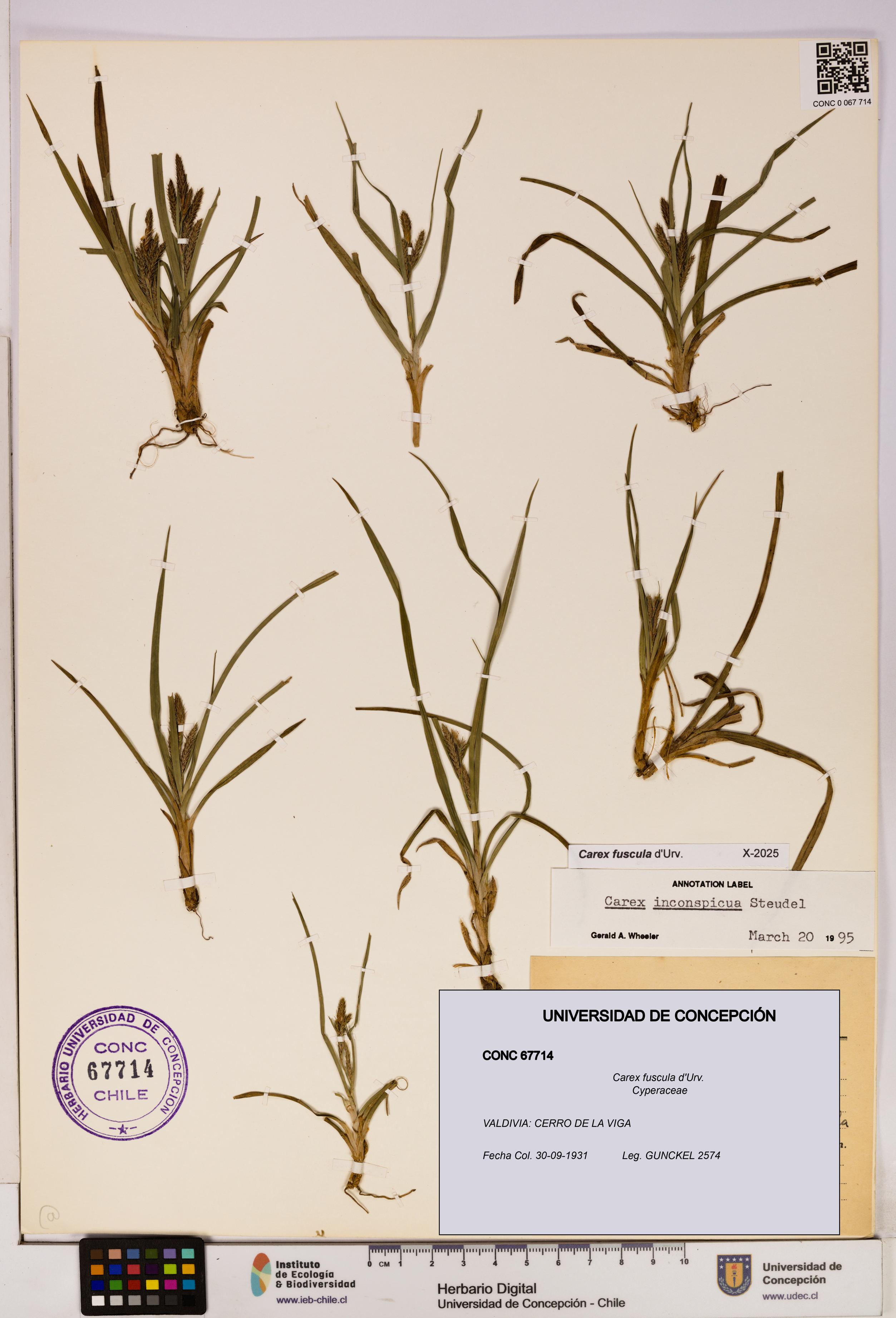 Carex fuscula [Espécimen: UDEC:CONC:0067714]