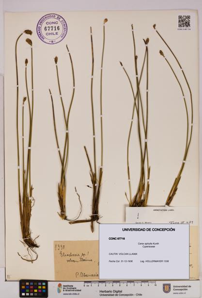Carex aphylla [Espécimen: UDEC:CONC:0067716]