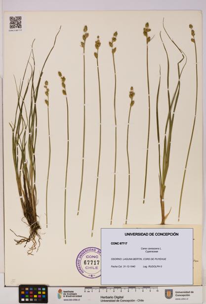 Carex canescens [Espécimen: UDEC:CONC:0067717]