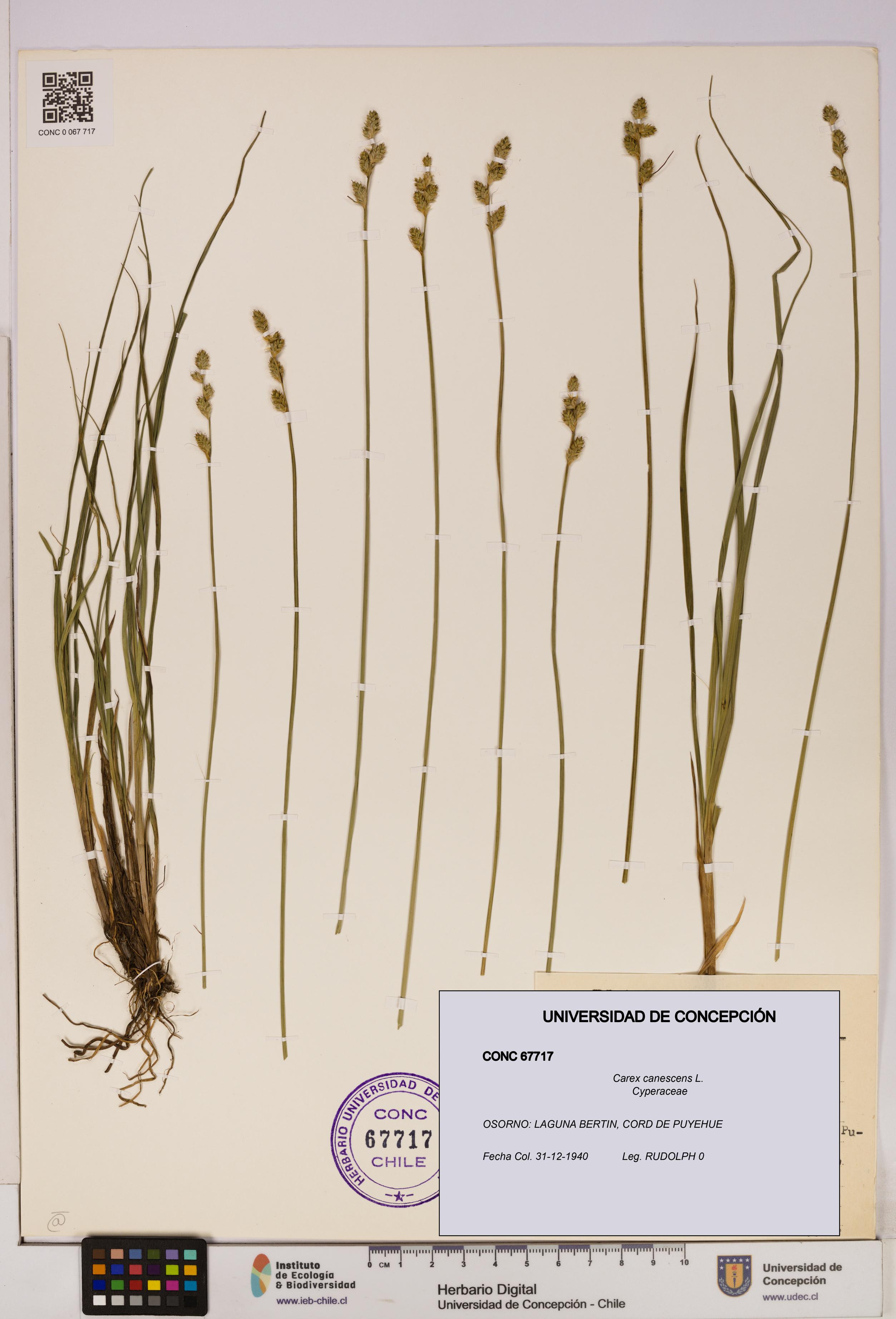 Carex canescens [Espécimen: UDEC:CONC:0067717]