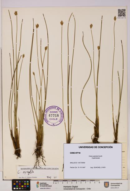 Carex aphylla [Espécimen: UDEC:CONC:0067718]