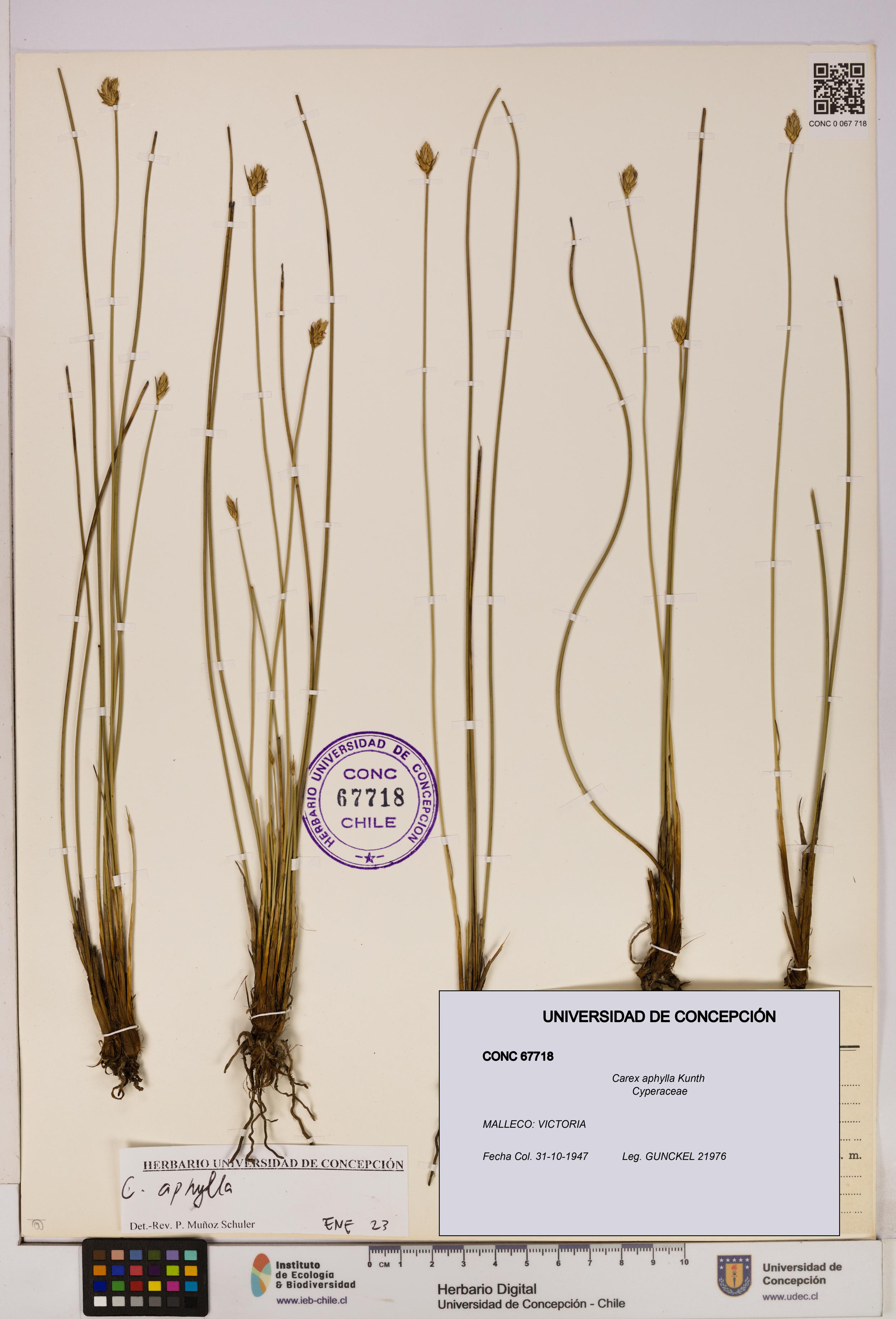 Carex aphylla [Espécimen: UDEC:CONC:0067718]