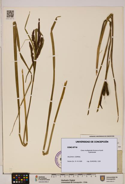 Carex multispicata [Espécimen: ]