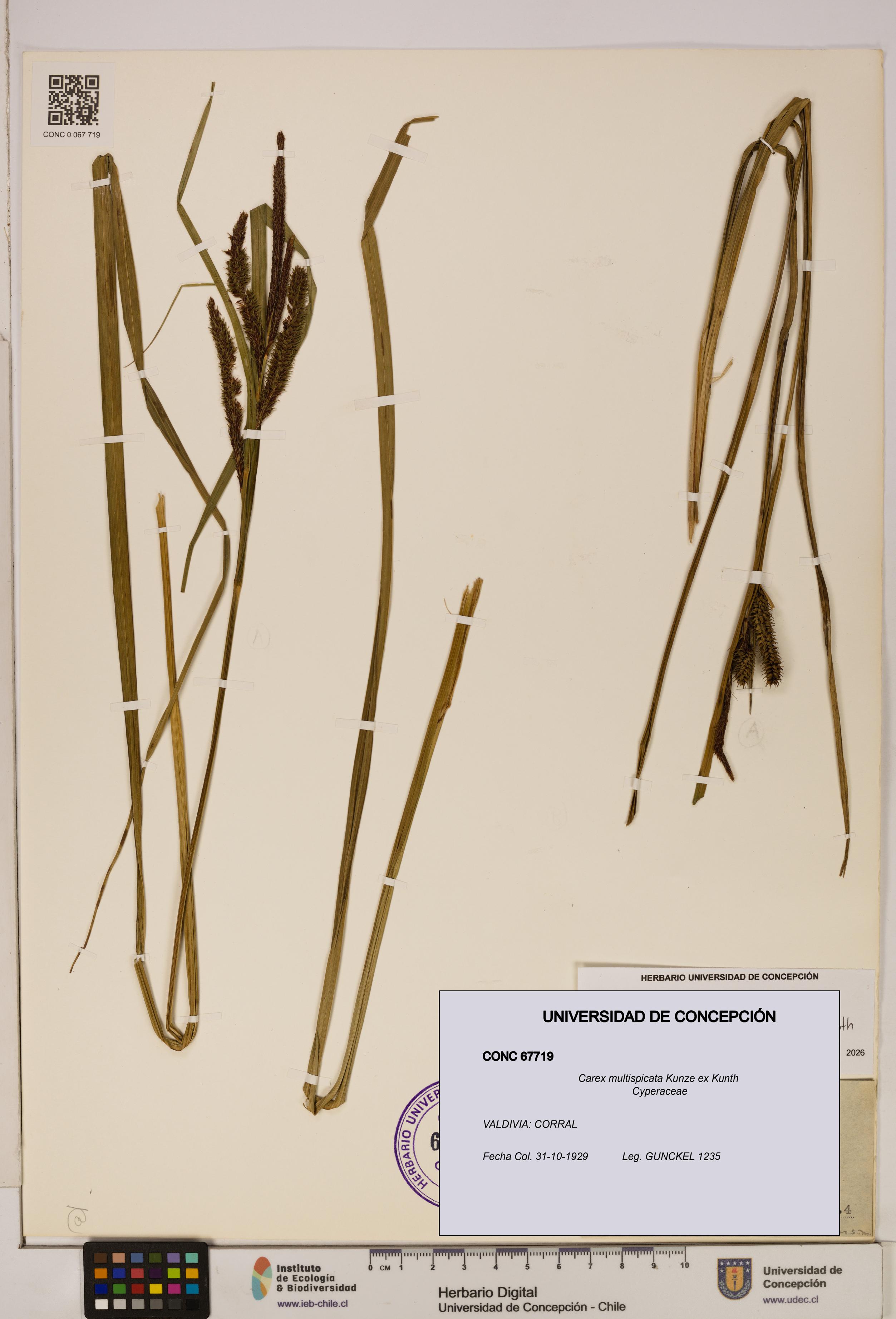 Carex multispicata [Espécimen: ]