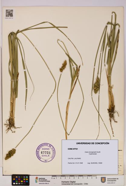 Carex brongniartii [Espécimen: UDEC:CONC:0067721]
