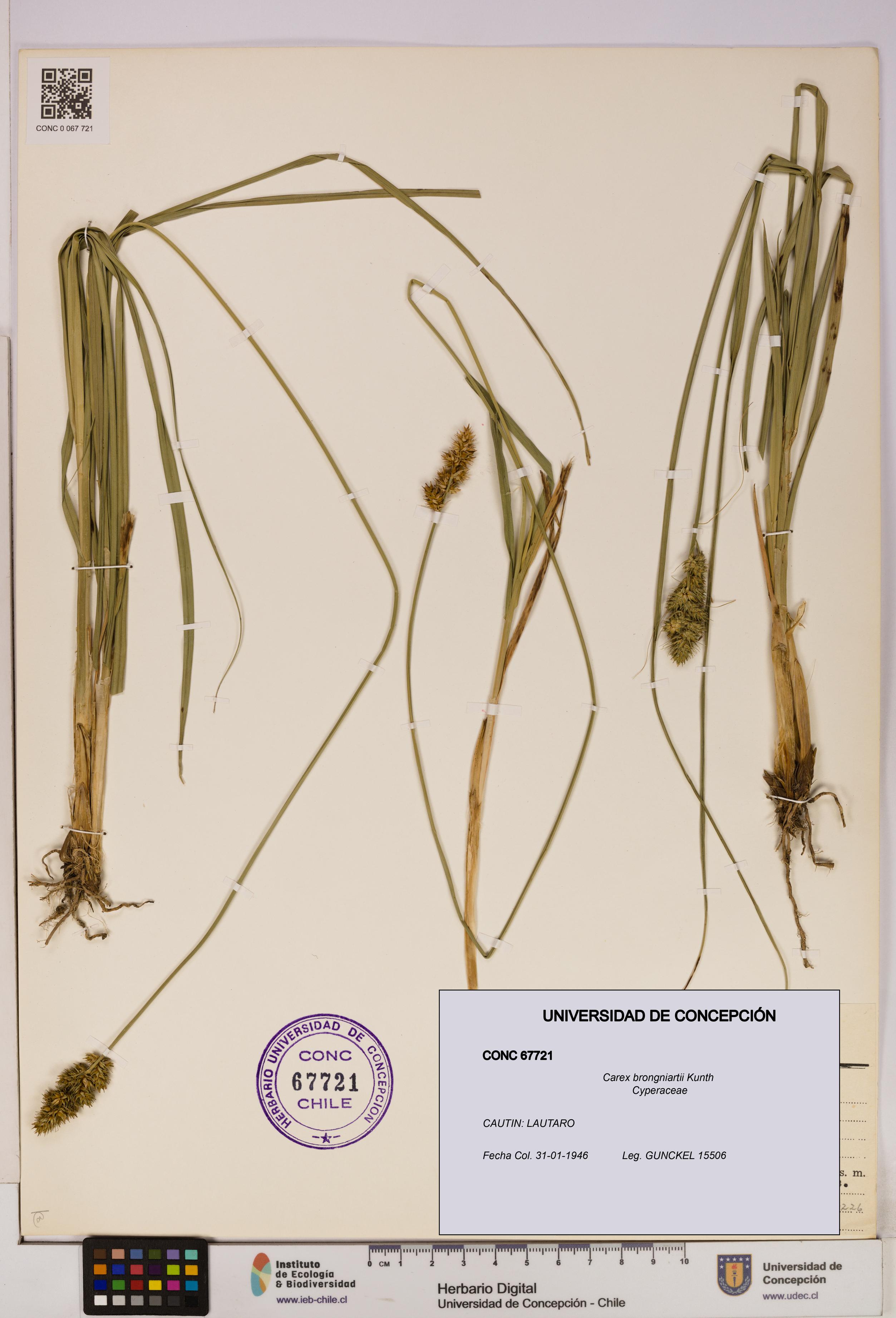 Carex brongniartii [Espécimen: UDEC:CONC:0067721]