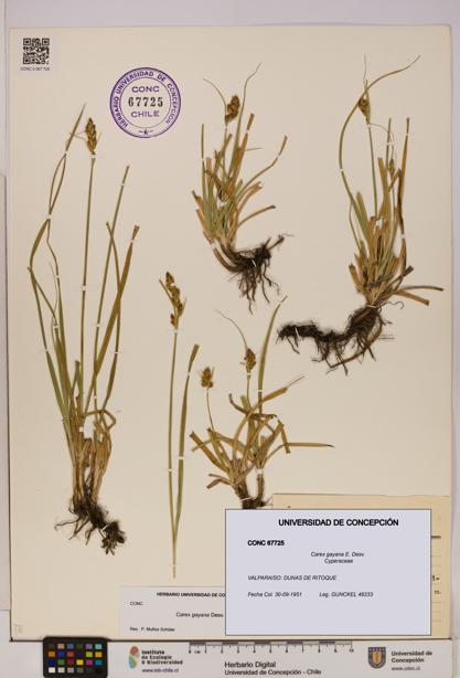 Carex gayana [Espécimen: UDEC:CONC:0067725]