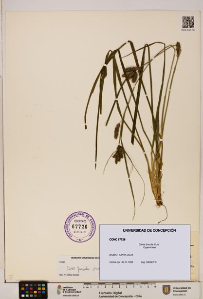 Carex fuscula [Espécimen: ]