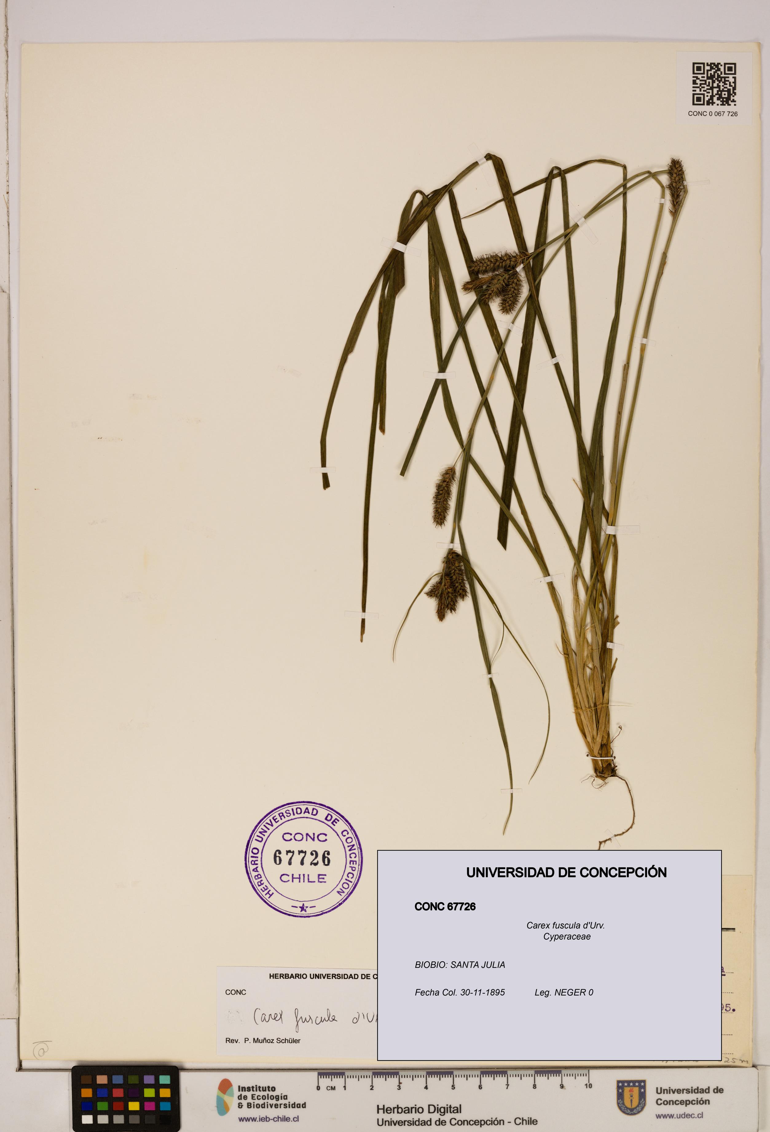 Carex fuscula [Espécimen: ]