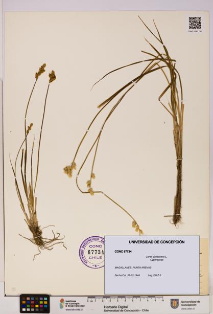Carex canescens [Espécimen: UDEC:CONC:0067734]