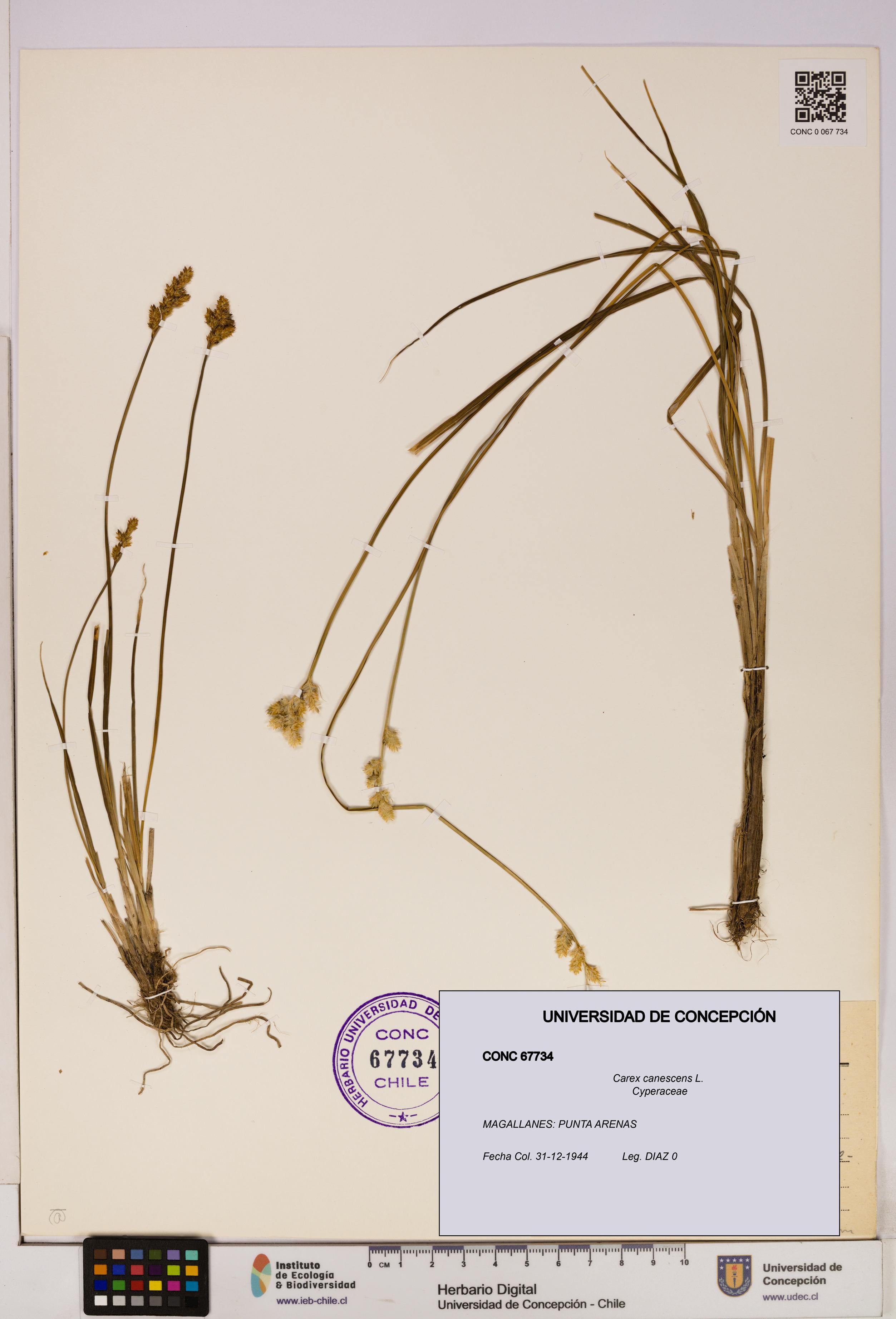 Carex canescens [Espécimen: UDEC:CONC:0067734]