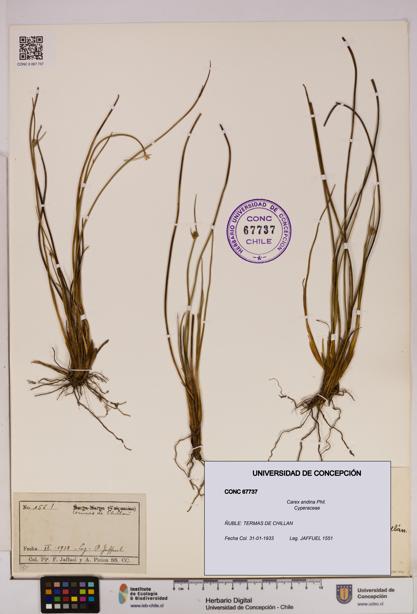 Carex andina [Espécimen: UDEC:CONC:0067737]