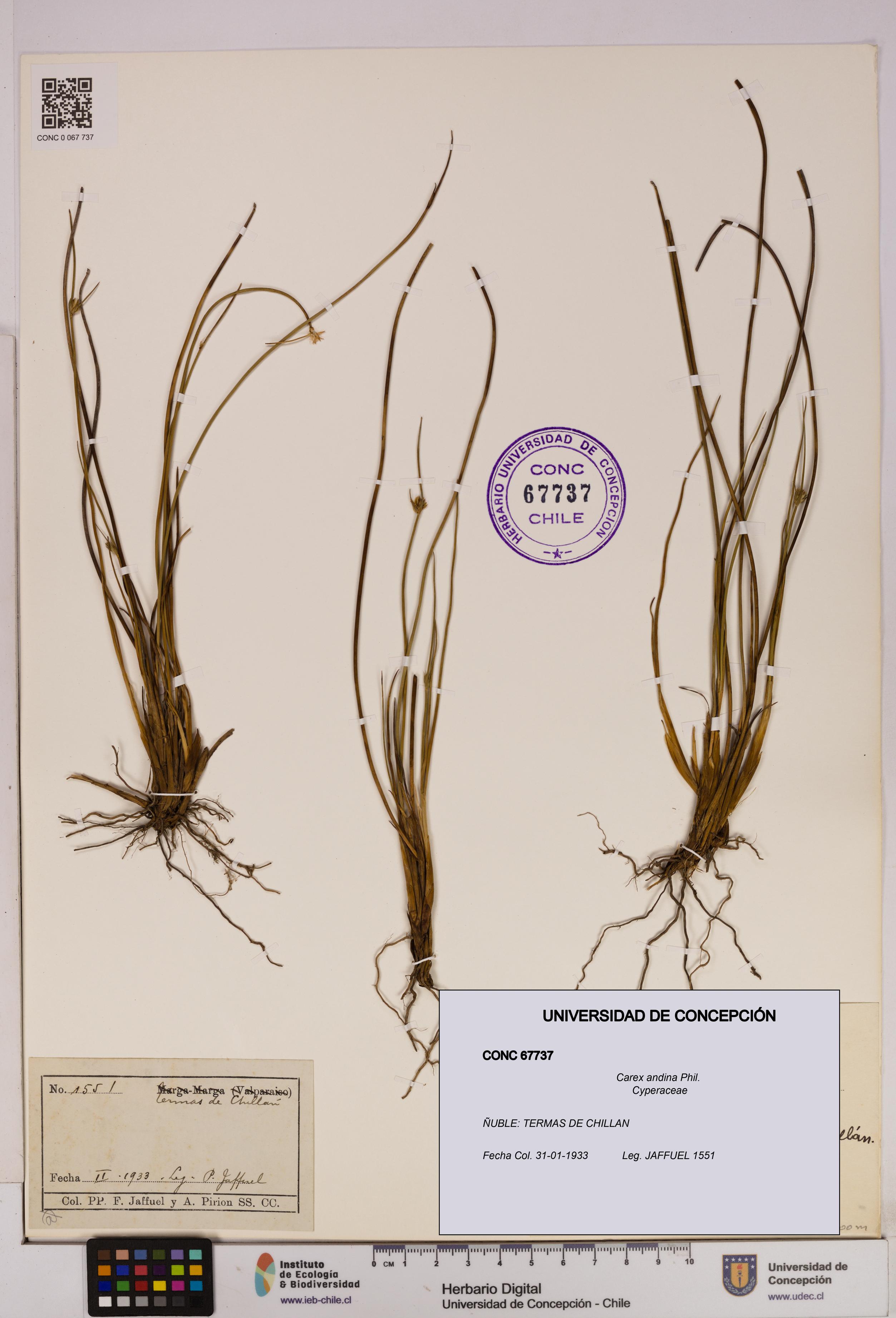 Carex andina [Espécimen: UDEC:CONC:0067737]