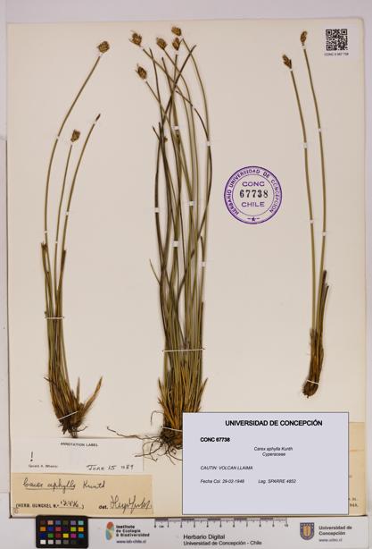 Carex aphylla [Espécimen: UDEC:CONC:0067738]