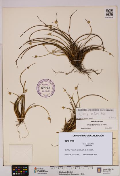 Carex andina [Espécimen: UDEC:CONC:0067739]