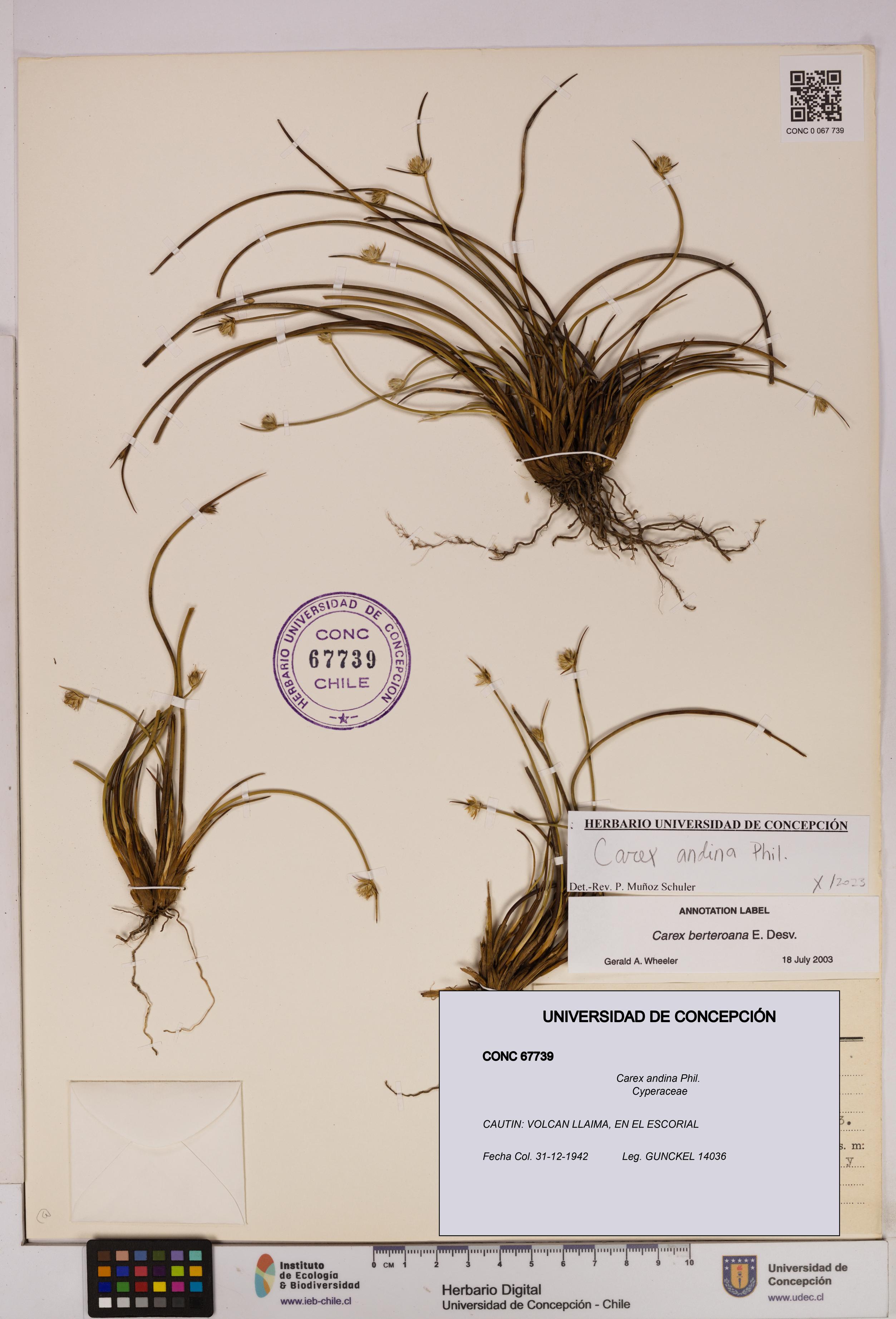 Carex andina [Espécimen: UDEC:CONC:0067739]