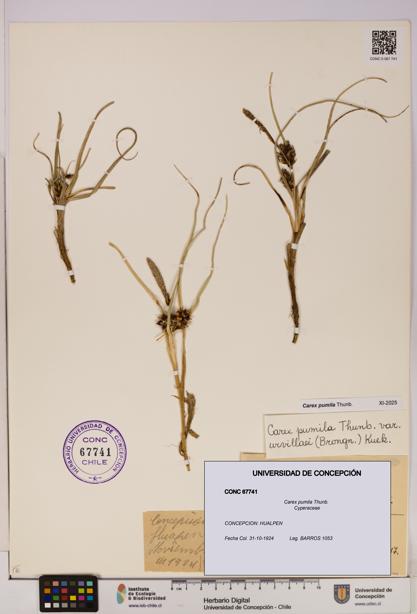 Carex pumila [Espécimen: UDEC:CONC:0067741]