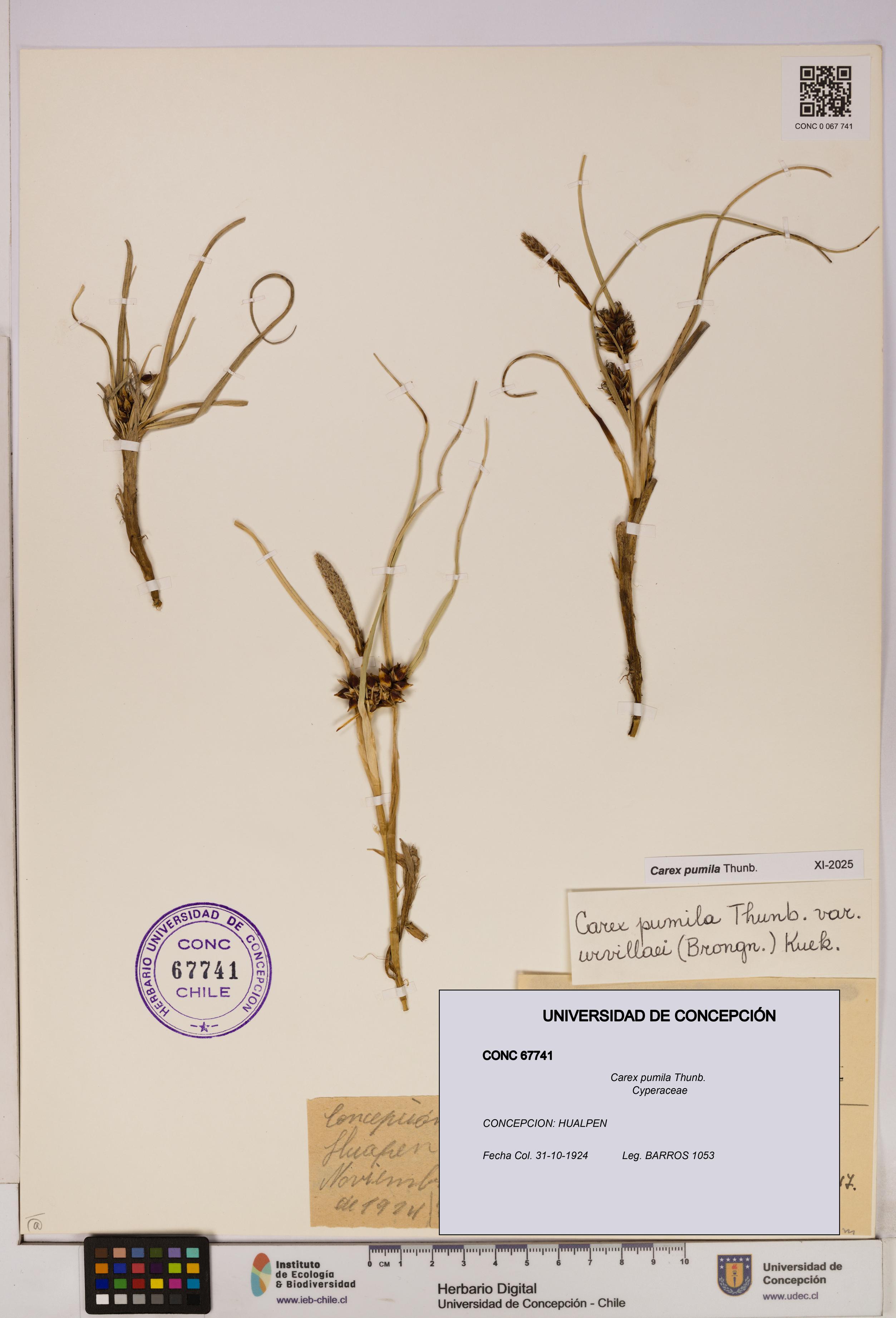 Carex pumila [Espécimen: UDEC:CONC:0067741]