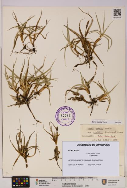 Carex pumila [Espécimen: UDEC:CONC:0067745]