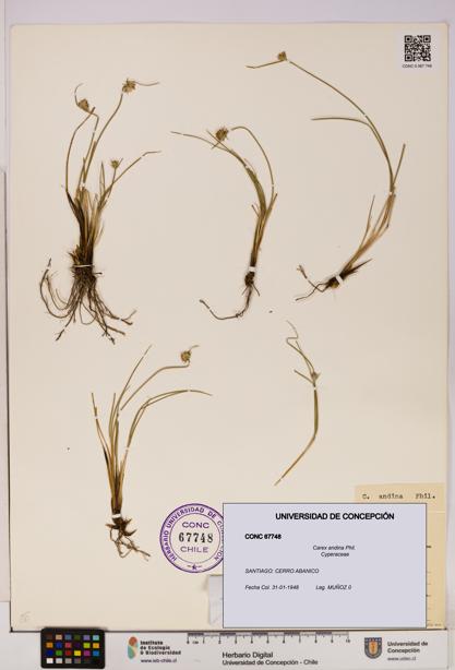 Carex andina [Espécimen: UDEC:CONC:0067748]