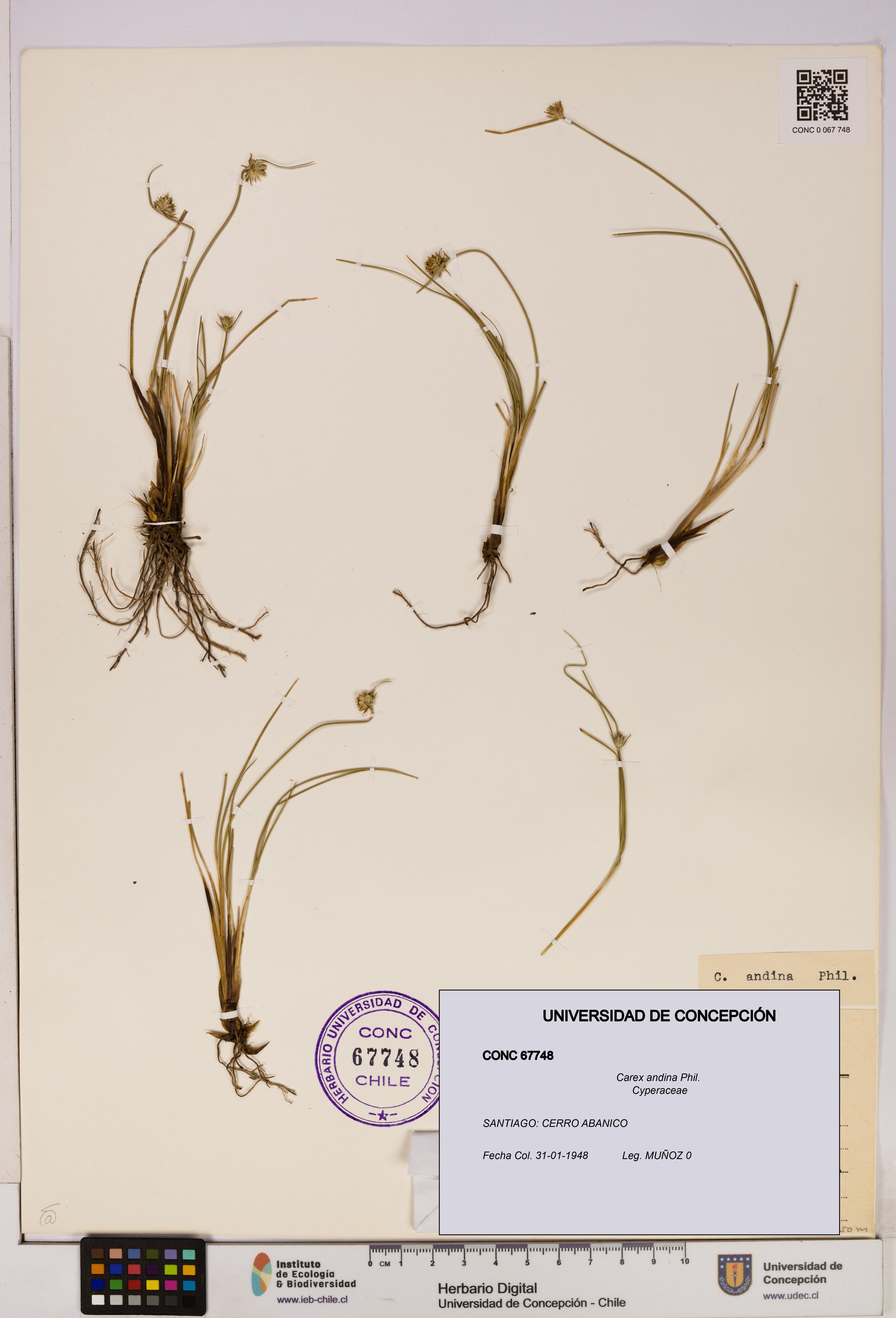 Carex andina [Espécimen: UDEC:CONC:0067748]