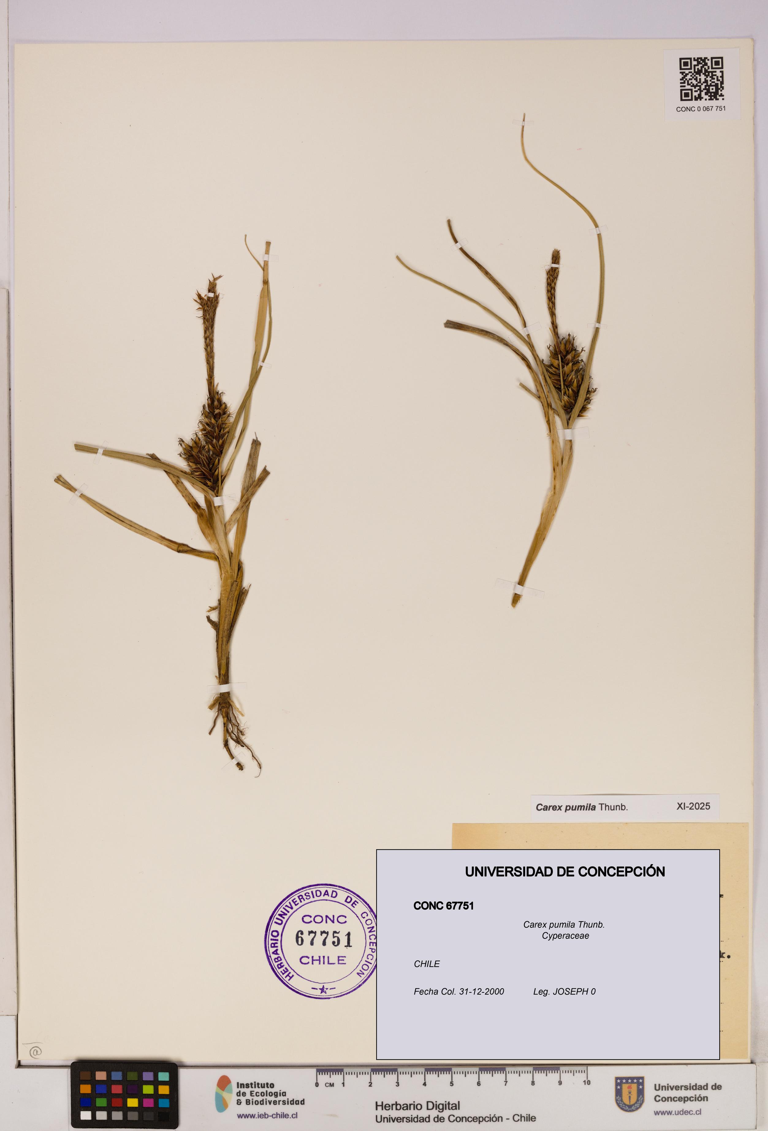 Carex pumila [Espécimen: UDEC:CONC:0067751]