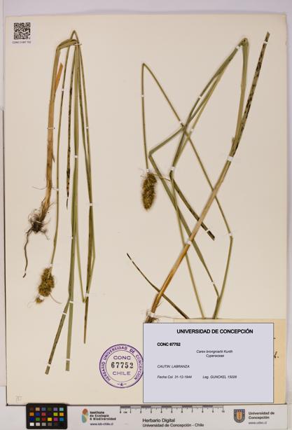 Carex brongniartii [Espécimen: UDEC:CONC:0067752]