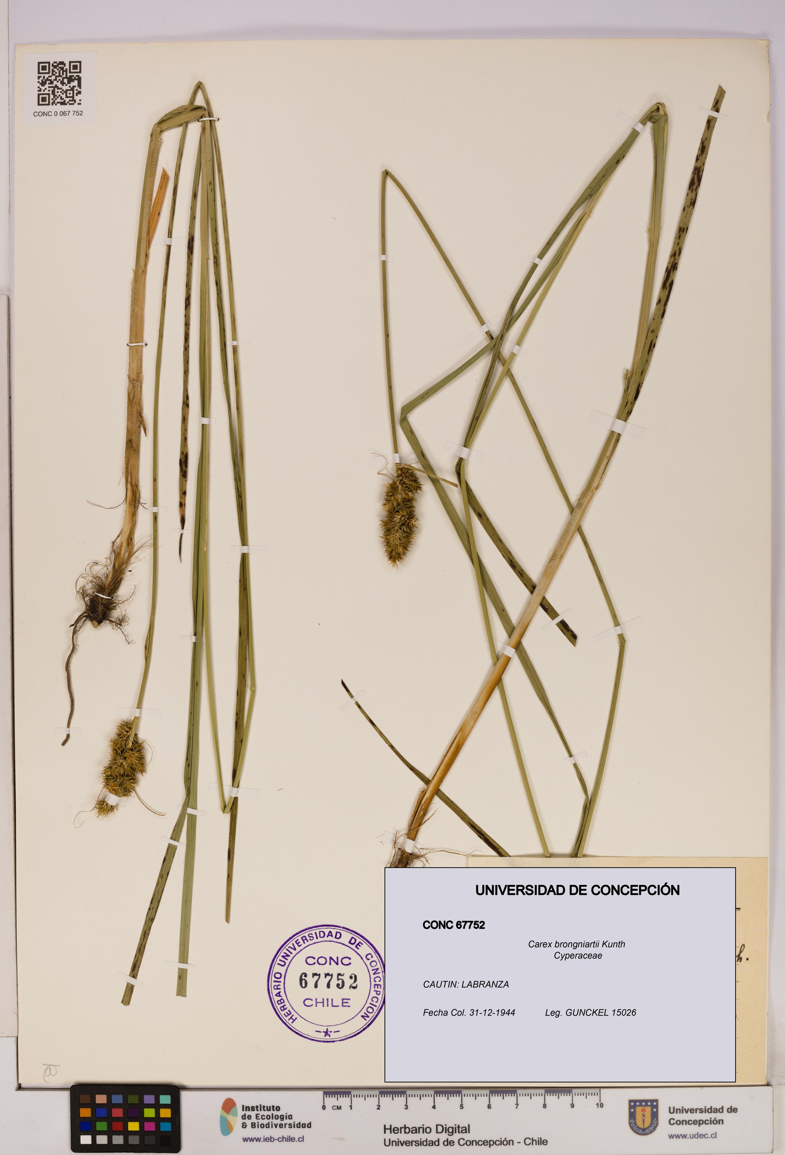 Carex brongniartii [Espécimen: UDEC:CONC:0067752]