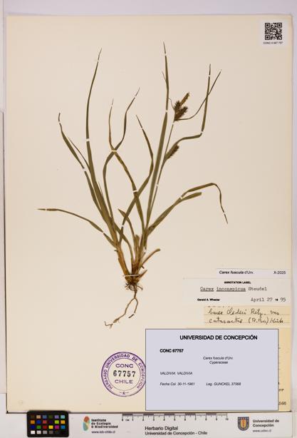 Carex fuscula [Espécimen: UDEC:CONC:0067757]