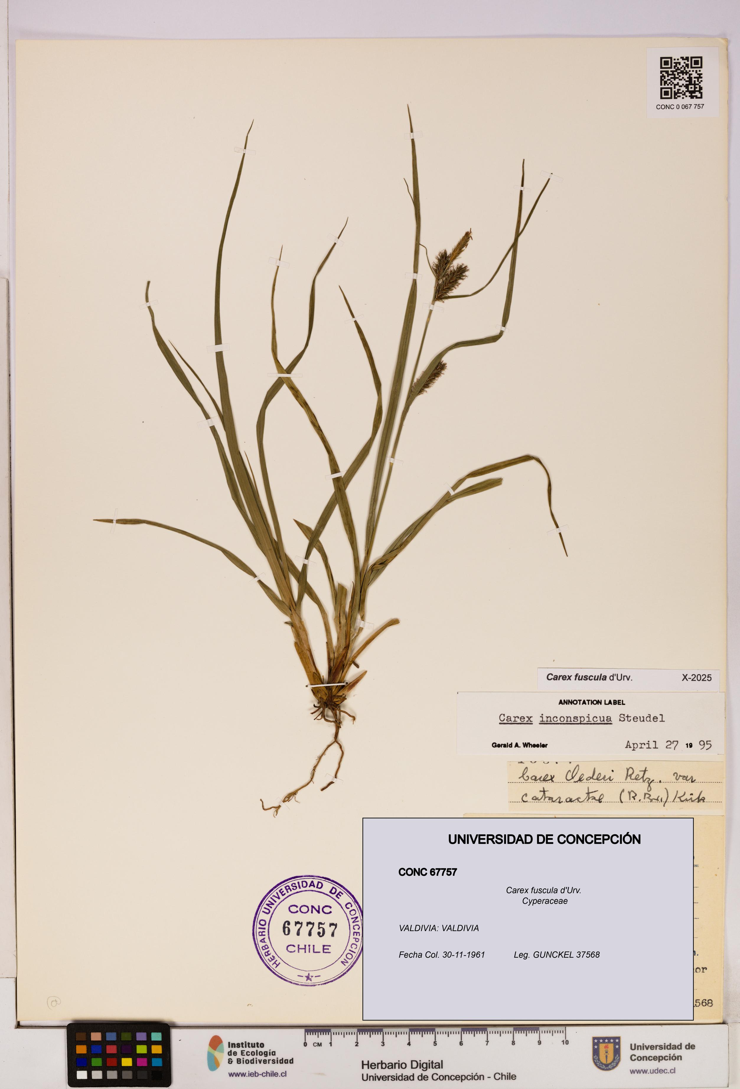 Carex fuscula [Espécimen: UDEC:CONC:0067757]