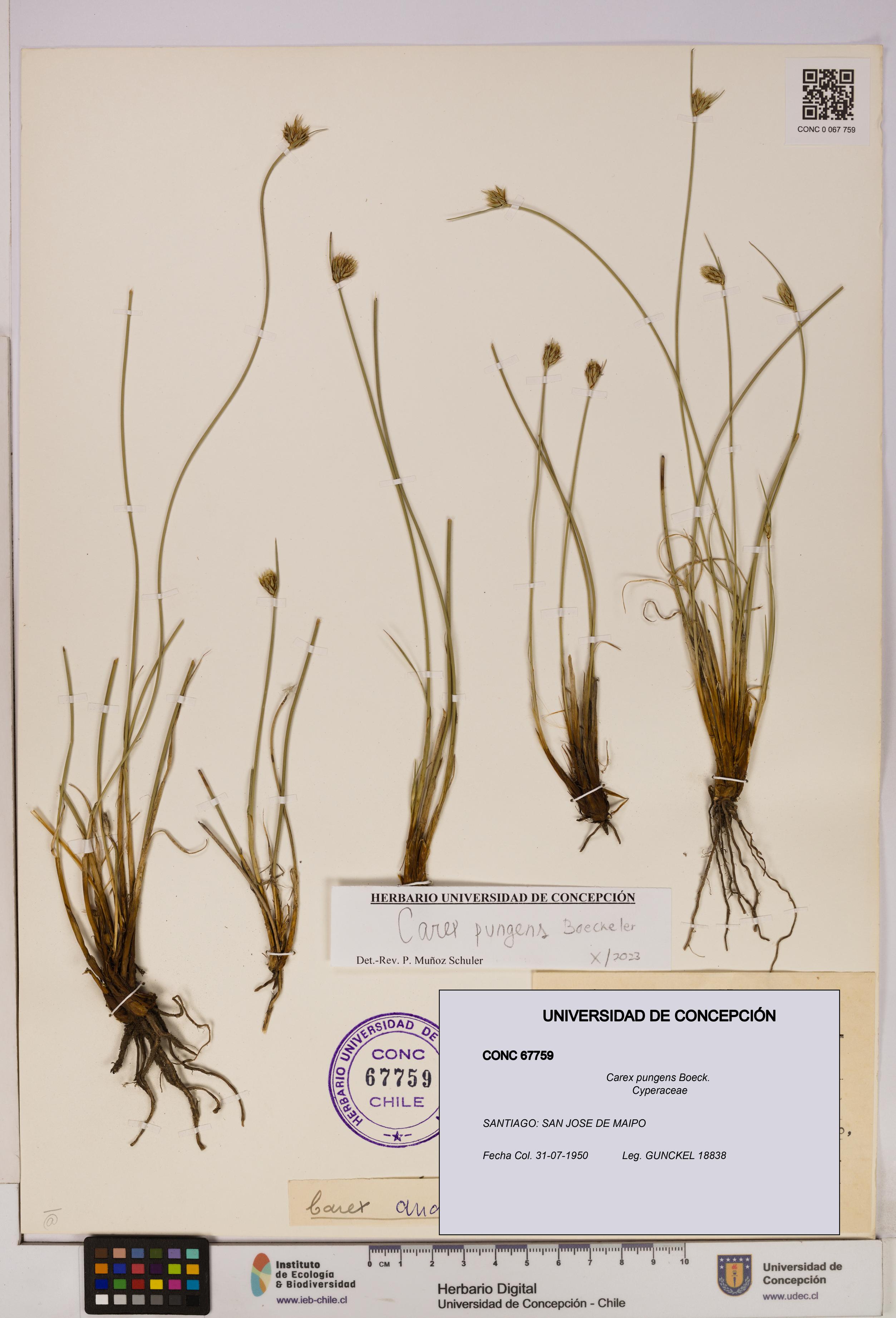 Carex pungens [Espécimen: UDEC:CONC:0067759]