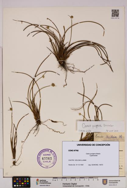 Carex pungens [Espécimen: UDEC:CONC:0067762]