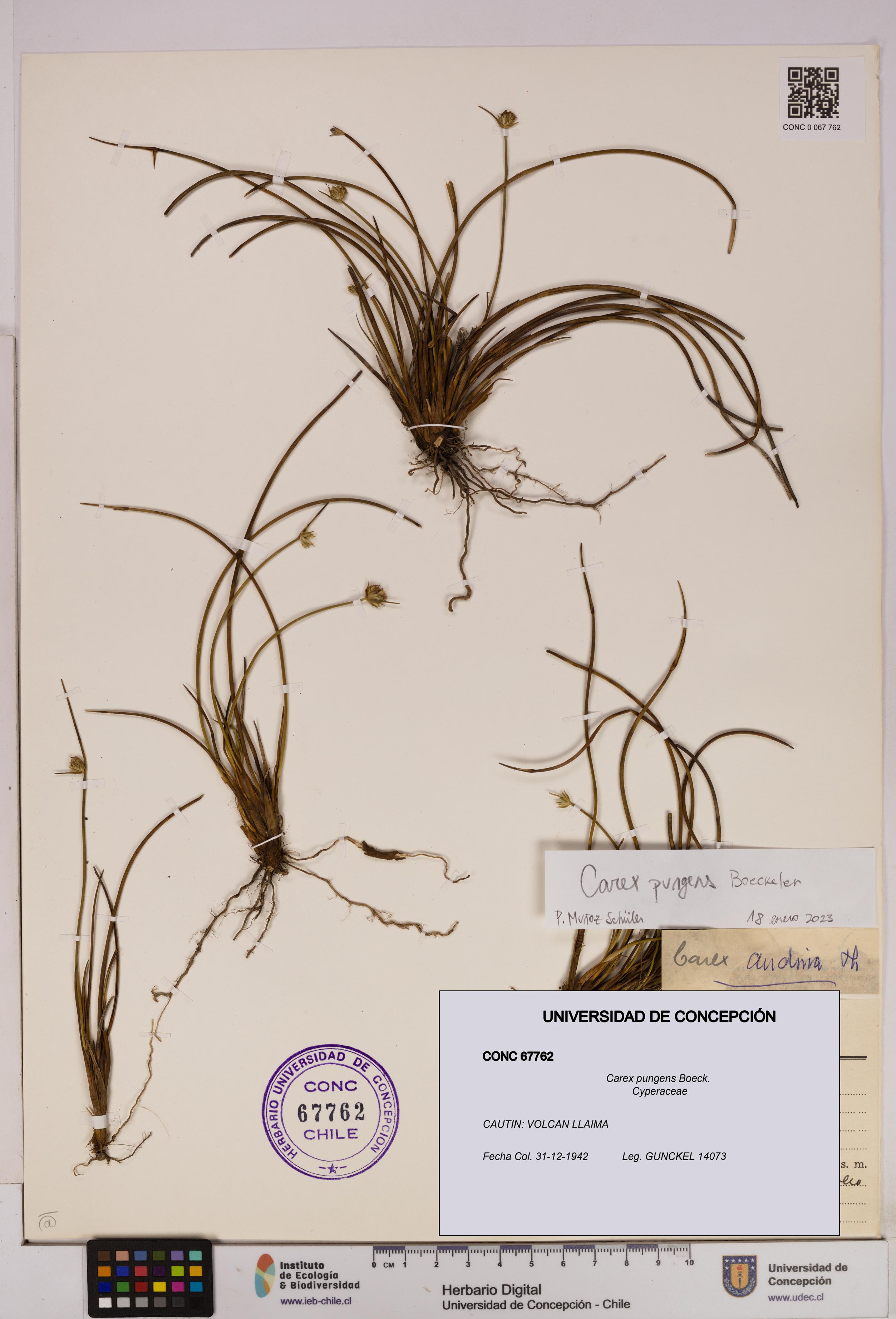 Carex pungens [Espécimen: UDEC:CONC:0067762]