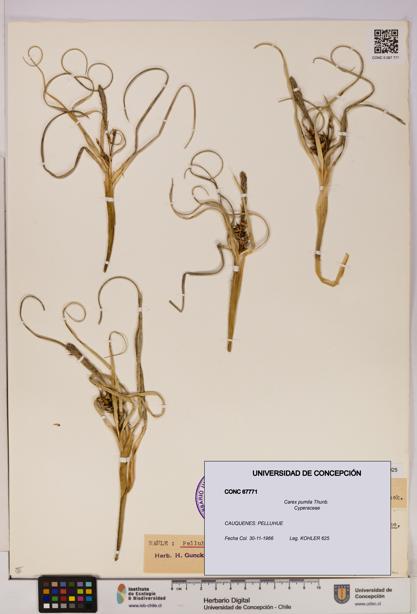 Carex pumila [Espécimen: UDEC:CONC:0067771]